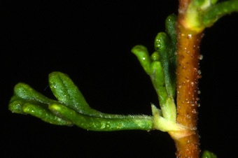 Small stipules at base of cliff rose leaves