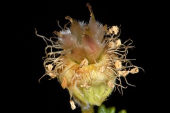 Cliff rose, maturing fruits