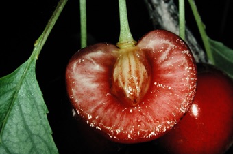 Cherrys are drupes with pericarp forming 3 distinct layers; the pit is hard ovary tissue called endocarp.