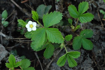Wild strawberry