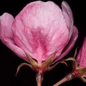 Short claw on apple petal; swollen area below sepals is inferior ovary