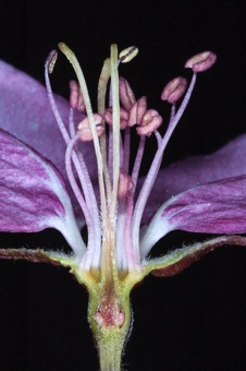 Apple blossum sectioned to reveal ovules in inferior ovary