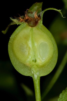 Distinction between ovules, ovary, and stem tissue can be seen in this section of an inferior ovary from crabapple