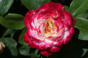 extra petals in cultivated roses are bred by converting stamens to petals