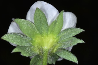 yellow-green area between stem & sepals in this strawberry flower is hypanthium; between & just below sepals are intersepalar bracts