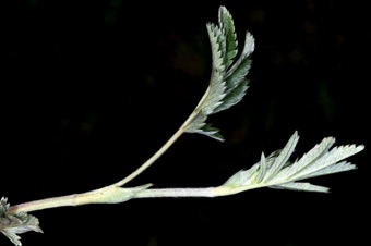 Geum compound leaves with stipules