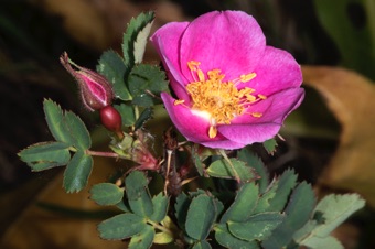 Rosa woodsii