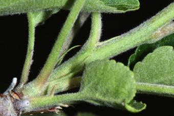 long, linear stipules at the base of apple leaves