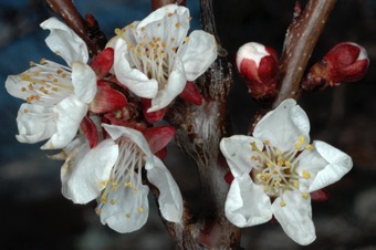 Apricot blossoms