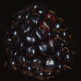 Blackberry fruits are aggregates of druplets; free from each other, but fused to receptacle