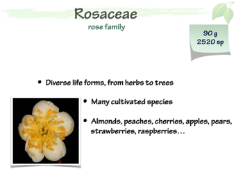 Rosaceae0.png
