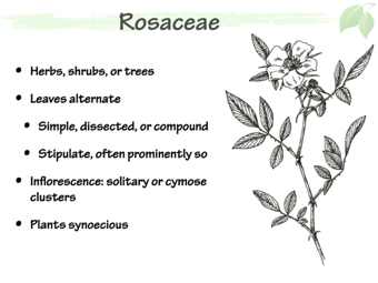 Rosaceae1.png
