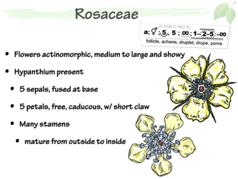 Rosaceae2.png