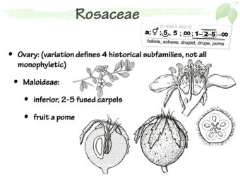 Rosaceae3.png
