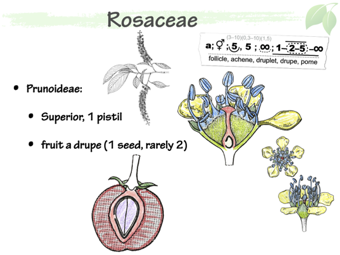 Rosaceae4.png