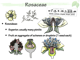 Rosaceae5.png