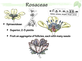 Rosaceae6.png
