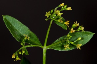 Rubia tinctoria - most Rubiaceae in western US have 4-merous flowers, but world wide diversity can have 5-merous flowers. This species was introduced from Europe