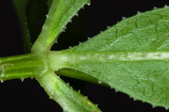 Rubia tinctoria - some of the sprawling members of this family have barbs that aid the plants as they clamor over other plants