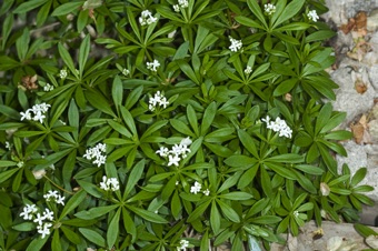 Galium aristatum