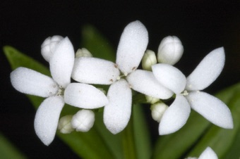 Galium aristatum