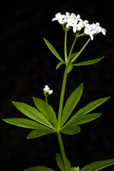 Galium aristatum