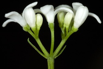 Galium aristatum