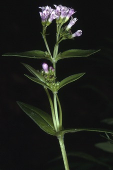 Houstonia purpurea