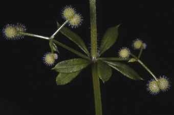Galium sp.