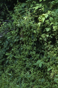 Galium aparine