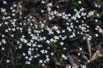 Houstonia caerulea