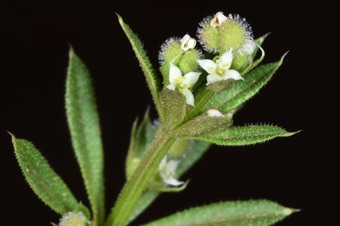 Galium; these flowers are about 3/16 inch across