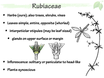 Rubi02.png