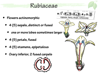 Rubi03.png