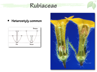 Rubi04.png