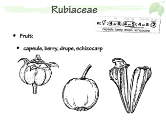 Rubi05.png
