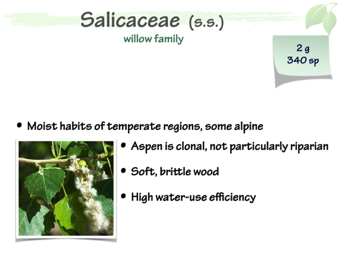 Salic01.png