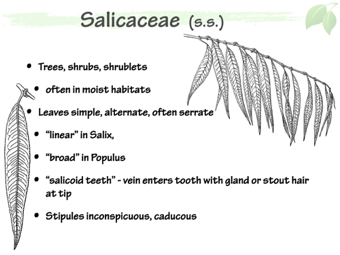 Salic02.png