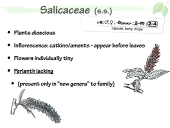 Salic03.png