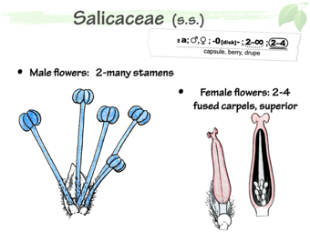 Salic04.png