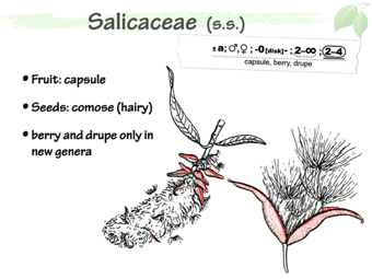Salic05.png