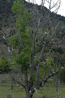 Cottonwood shoe tree