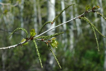 Quaking aspen, female catkins