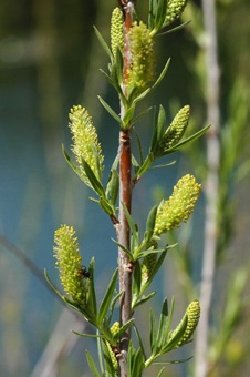 Salix - Make plant