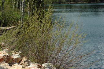 Salix - along shore at Payson Lakes