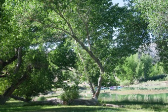 Poplar - cottonwood tree