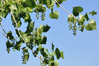 Poplar - cottonwood tree capsules