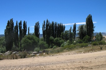 This scene is from Argentian Patagonia; the same scene can be found is the deserts of the Great Basin - homesteads marked by poplar trees grown as windbreaks
