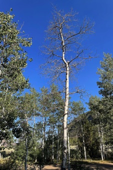Populus tremuloides - Quaking aspen