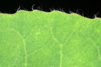 Quaking aspen - salacoid teeth on leaf margin